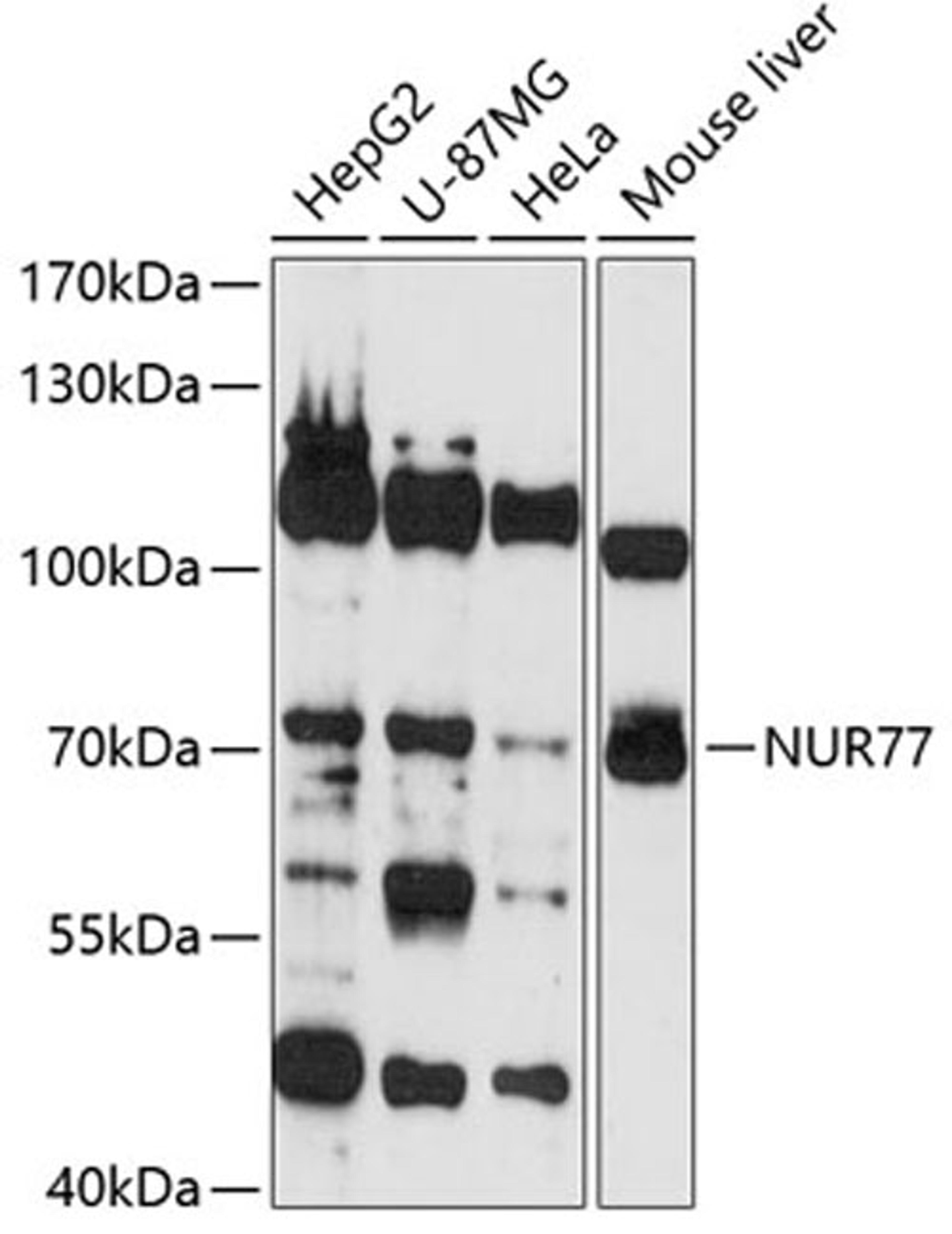 Western blot - NUR77 antibody (A13316)