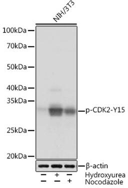 Western blot - Phospho-CDK2-Y15 Rabbit mAb (AP1005)