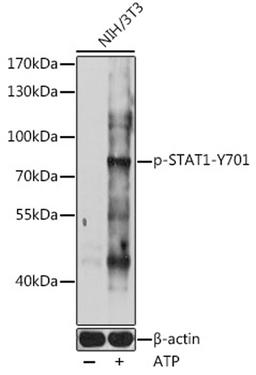 Western blot - Phospho-STAT1-Y701 antibody (AP0858)