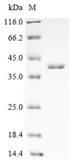 (Tris-Glycine gel) Discontinuous SDS-PAGE (reduced) with 5% enrichment gel and 15% separation gel.
