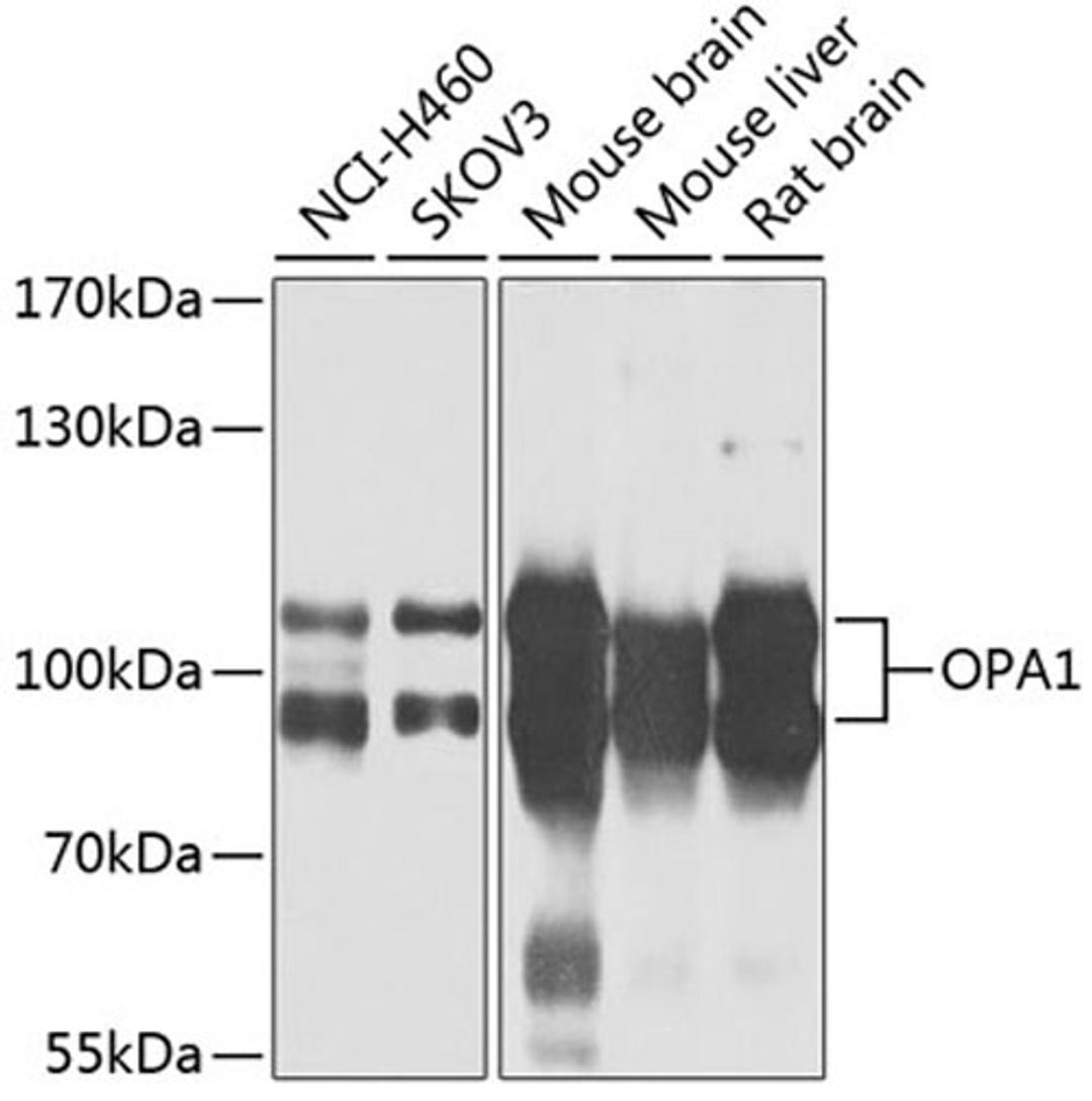 Western blot - OPA1 antibody (A9833)