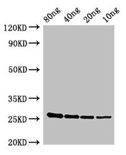 Western Blot. Positive WB detected in Recombinant protein. All lanes: esxA antibody at 2.8ug/ml. Secondary. Goat polyclonal to rabbit IgG at 1/50000 dilution. predicted band size: 27kDa. observed band size: 27 kDa.