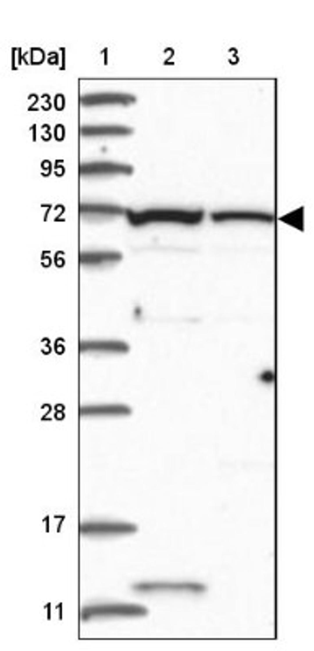 Western Blot: RNPEP Antibody [NBP1-85897] - Lane 1: Marker [kDa] 230, 130, 95, 72, 56, 36, 28, 17, 11<br/>Lane 2: Human cell line RT-4<br/>Lane 3: Human cell line U-251MG sp