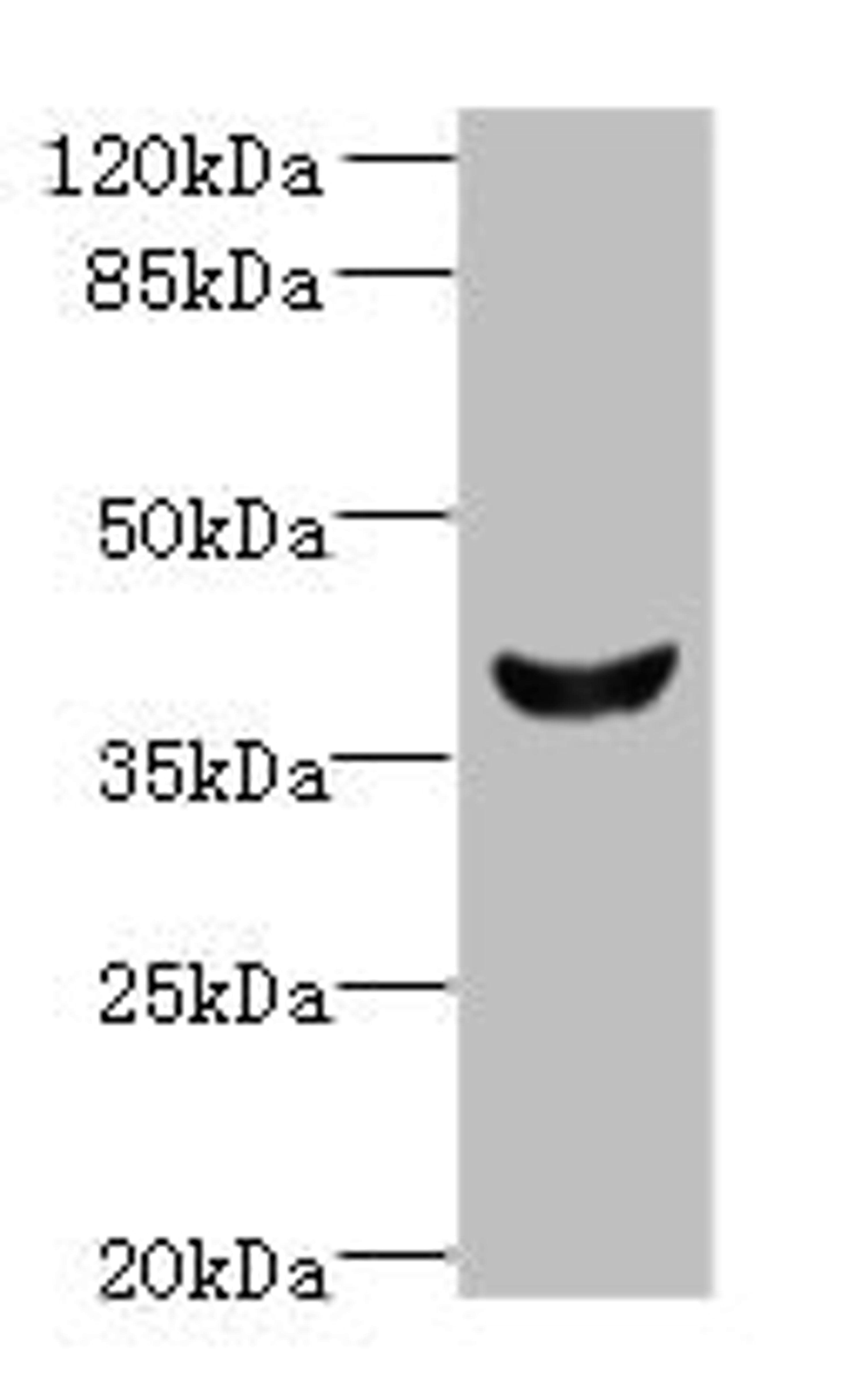 Western blot. All lanes: Dlk2 antibody at 5µg/ml + Mouse kidney tissue. Secondary. Goat polyclonal to rabbit IgG at 1/10000 dilution. Predicted band size: 41, 46, 45 kDa. Observed band size: 41 kDa