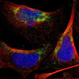 Immunocytochemistry/Immunofluorescence: PNKD Antibody [NBP1-88347] Staining of human cell line U-2 OS shows positivity in mitochondria.