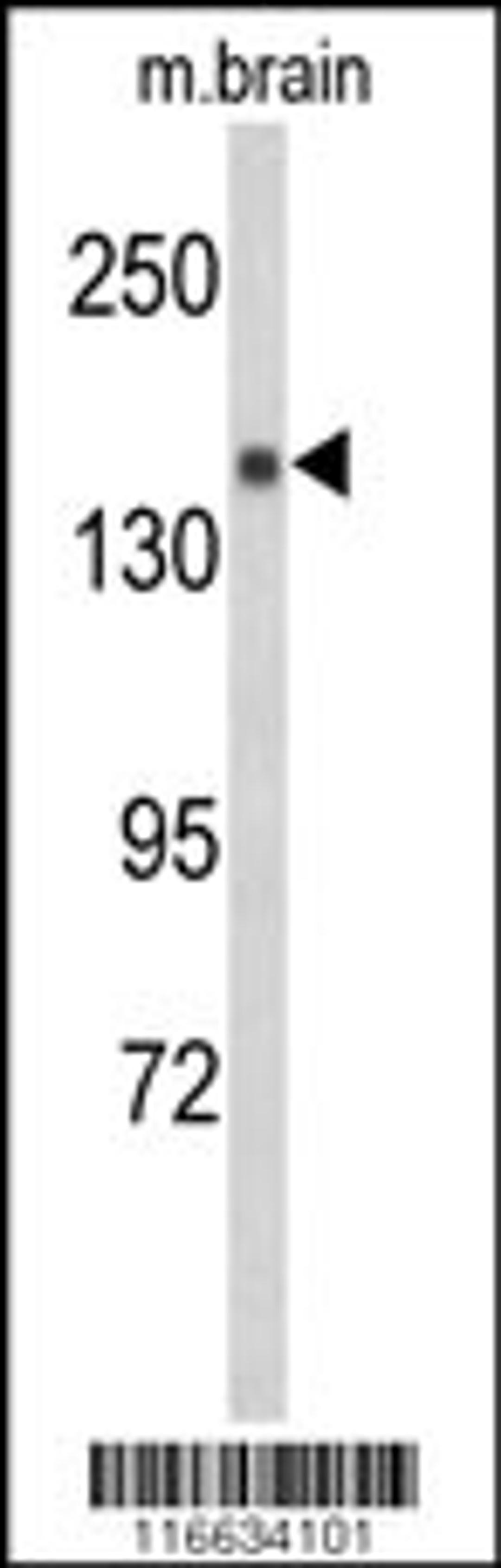 Western blot analysis of Semaphorin 5A-S106 Antibodyin mouse brain tissue lysates (35ug/lane).