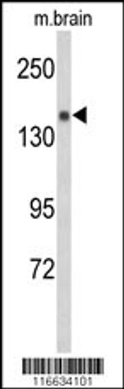 Western blot analysis of Semaphorin 5A-S106 Antibodyin mouse brain tissue lysates (35ug/lane).