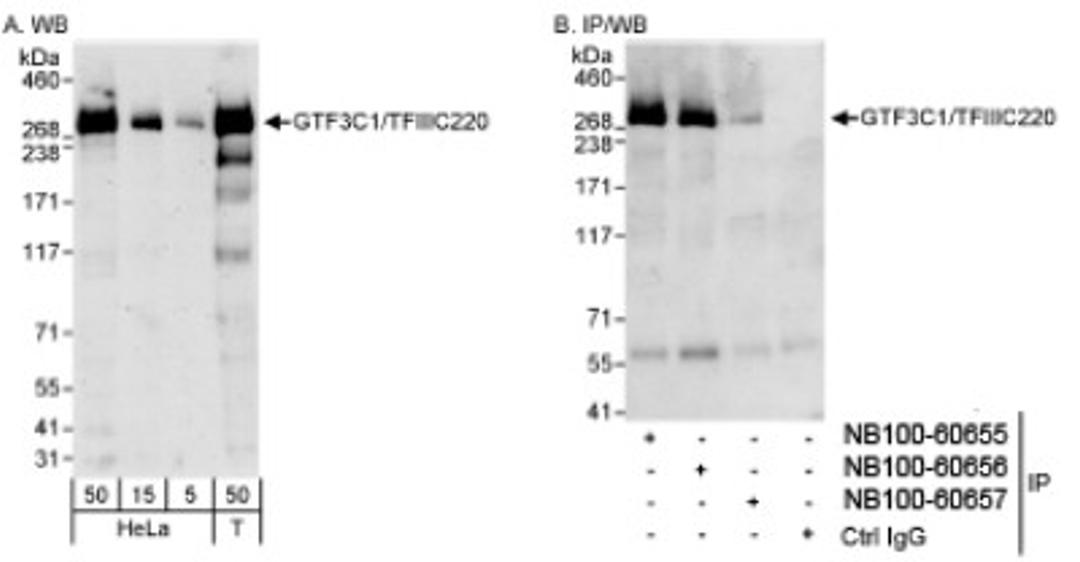 Western Blot: TFIIIC Antibody [NB100-60657] - Detection of Human GTF3C1/TFIIIC220 on HeLa whole cell lysate using NB100-60657. GTF3C1/TFIIIC220 was efficiently IPed by rabbit anti-GTF3C1/TFIIIC220 antibodies NB100-60655 and NB100-60656.