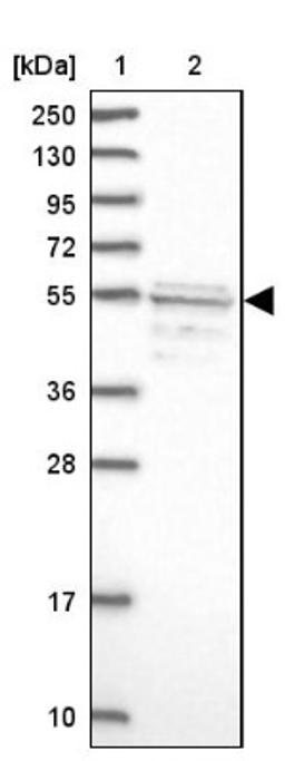 Western Blot: SRFBP1 Antibody [NBP1-88518] - Lane 1: Marker [kDa] 250, 130, 95, 72, 55, 36, 28, 17, 10<br/>Lane 2: Human cell line RT-4