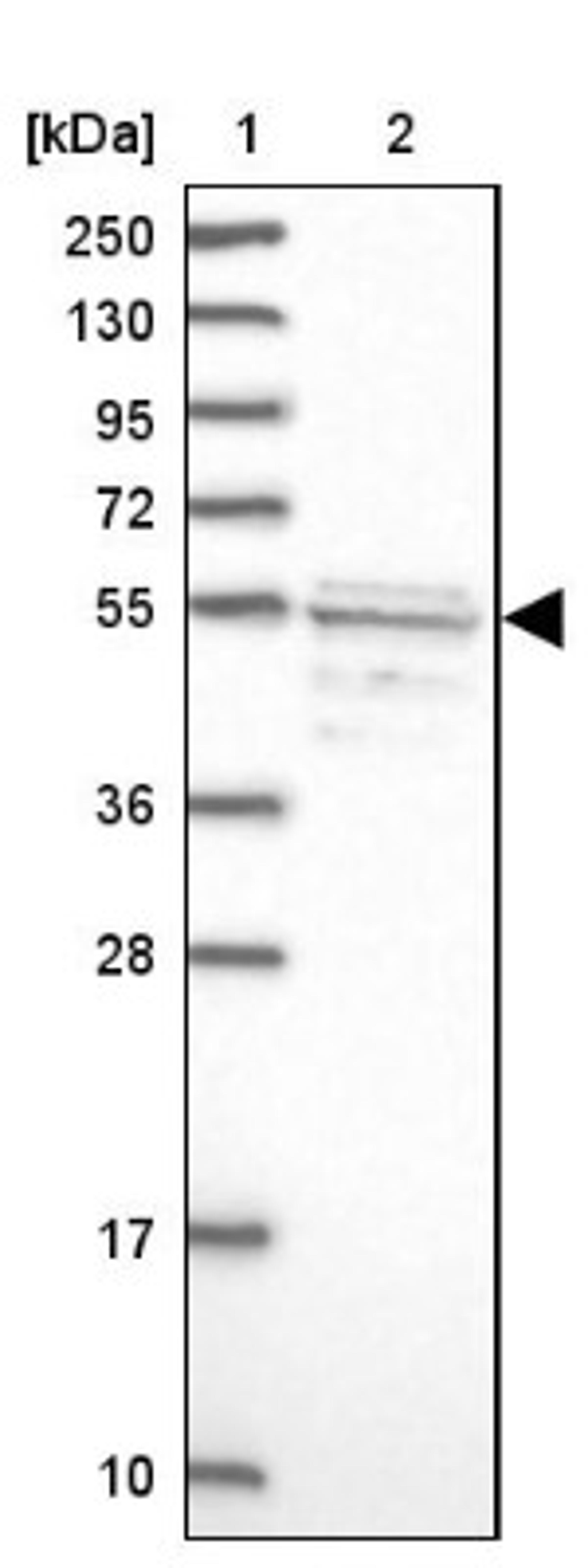 Western Blot: SRFBP1 Antibody [NBP1-88518] - Lane 1: Marker [kDa] 250, 130, 95, 72, 55, 36, 28, 17, 10<br/>Lane 2: Human cell line RT-4