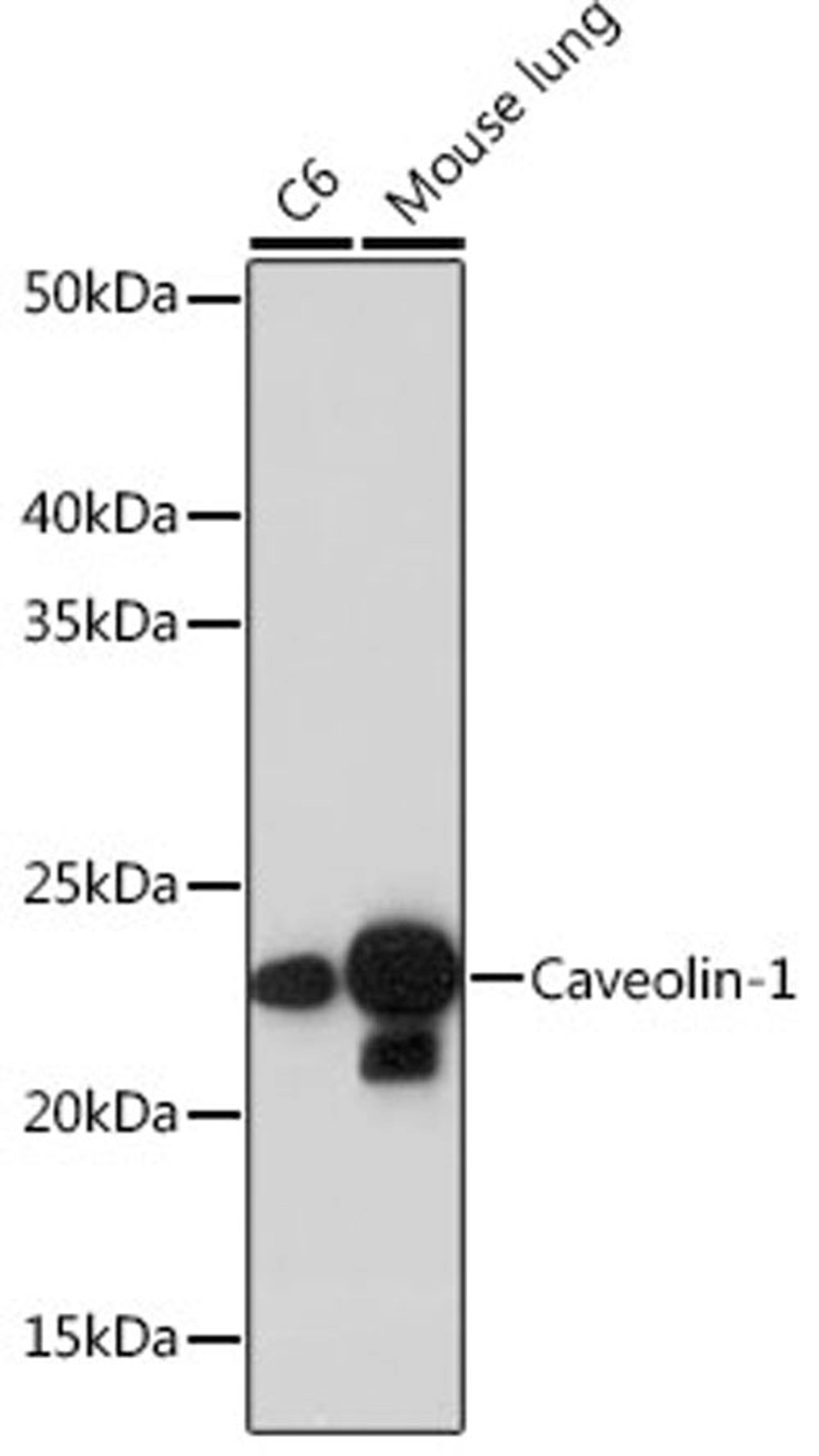 Western blot - Caveolin-1 antibody (A19006)