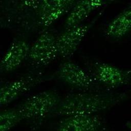 Immunocytochemistry/Immunofluorescence: SNX1 Antibody [NBP1-46150] - (5ug/ml) staining of formaldehyde-fixed SH5Y5Y and detected with Alexa 488 in confocal microscopy. Data obtained from Dr. Schallburg Nielsen, Aarhus University Denmark.