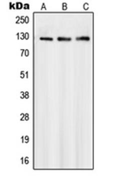 Western blot analysis of Jurkat (Lane 1), A431 (Lane 2), HeLa (Lane 3) whole cell lysates using SMG7 antibody