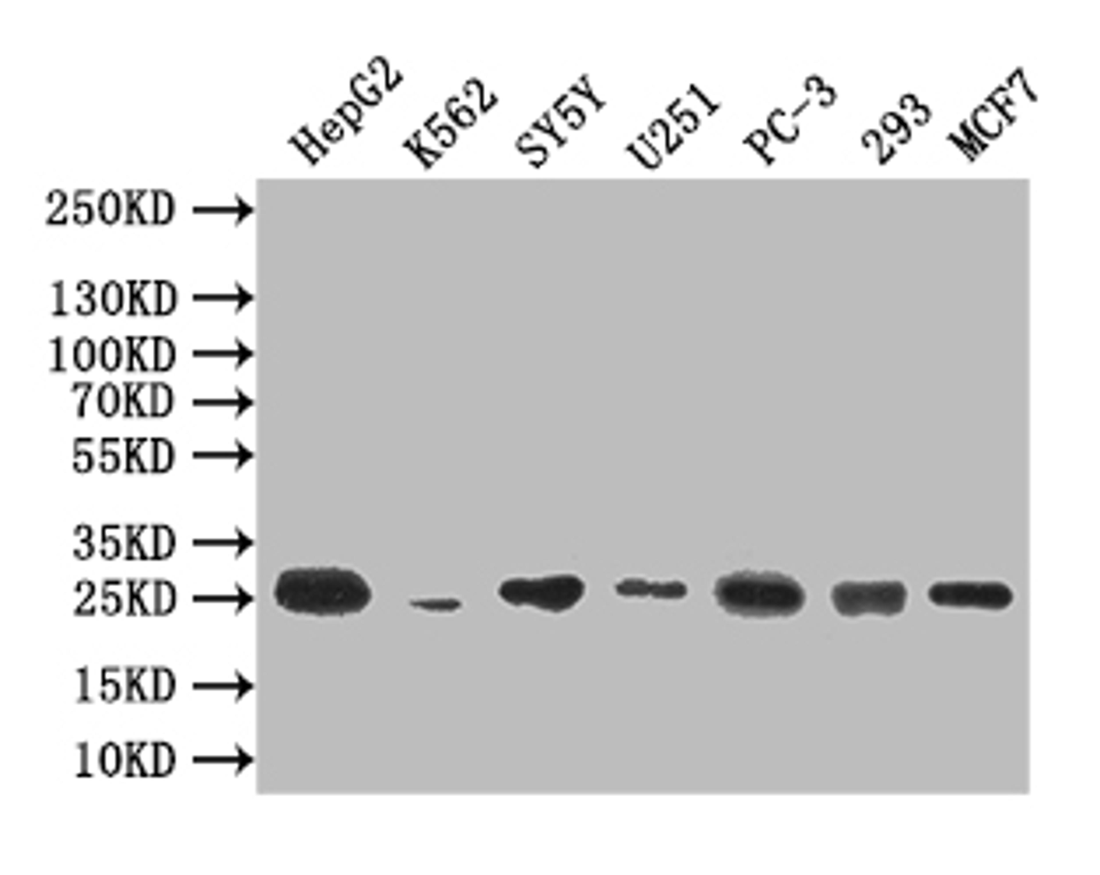 Western Blot. Positive WB detected in: HepG2 whole cell lysate, K562 whole cell lysate, SY5Y whole cell lysate, U251 whole cell lysate, PC-3 whole cell lysate, 293 whole cell lysate, MCF7 whole cell lysate. All lanes: CTLA4 antibody at 1:500. Secondary. Goat polyclonal to mouse IgG at 1/50000 dilution. Predicted band size: 25 kDa. Observed band size: 25 kDa. 