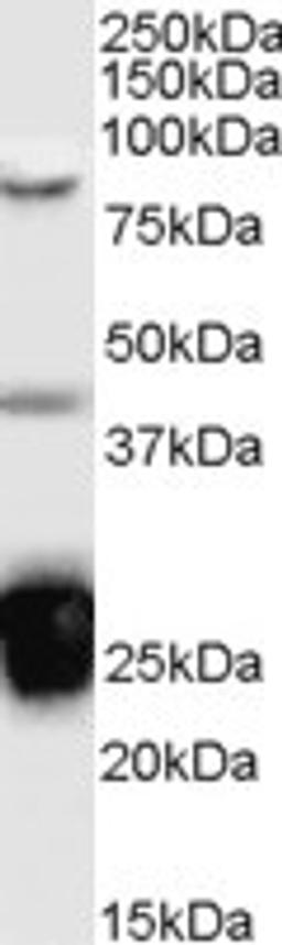 46-492 (0.1ug/ml) staining of Jurkat cell lysate (35ug protein in RIPA buffer). Detected by chemiluminescence.