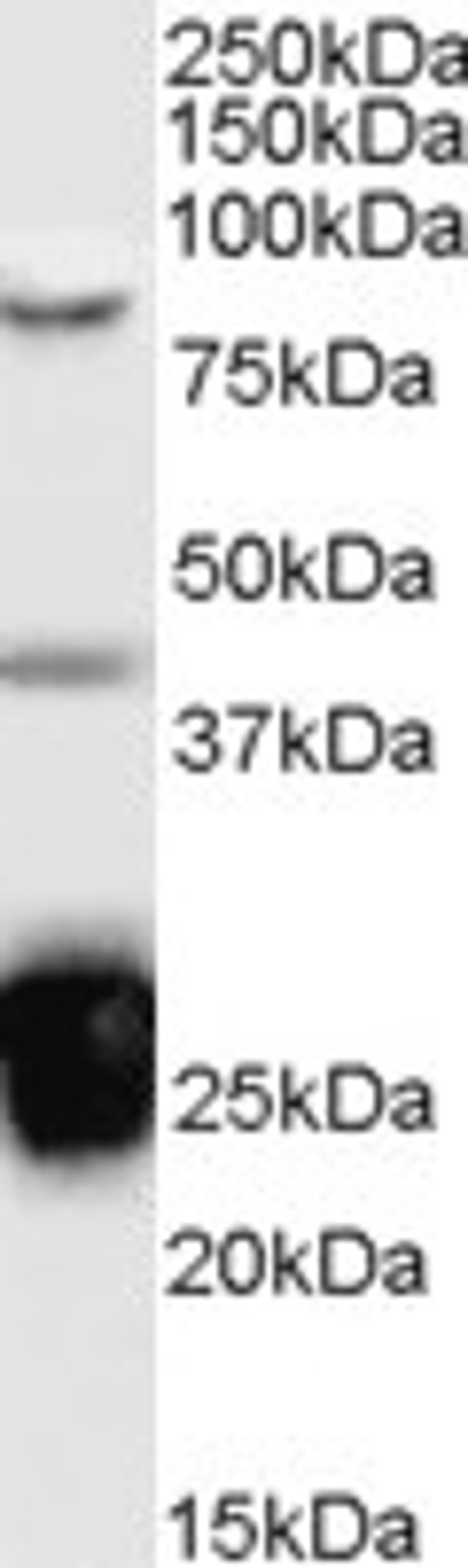 46-492 (0.1ug/ml) staining of Jurkat cell lysate (35ug protein in RIPA buffer). Detected by chemiluminescence.