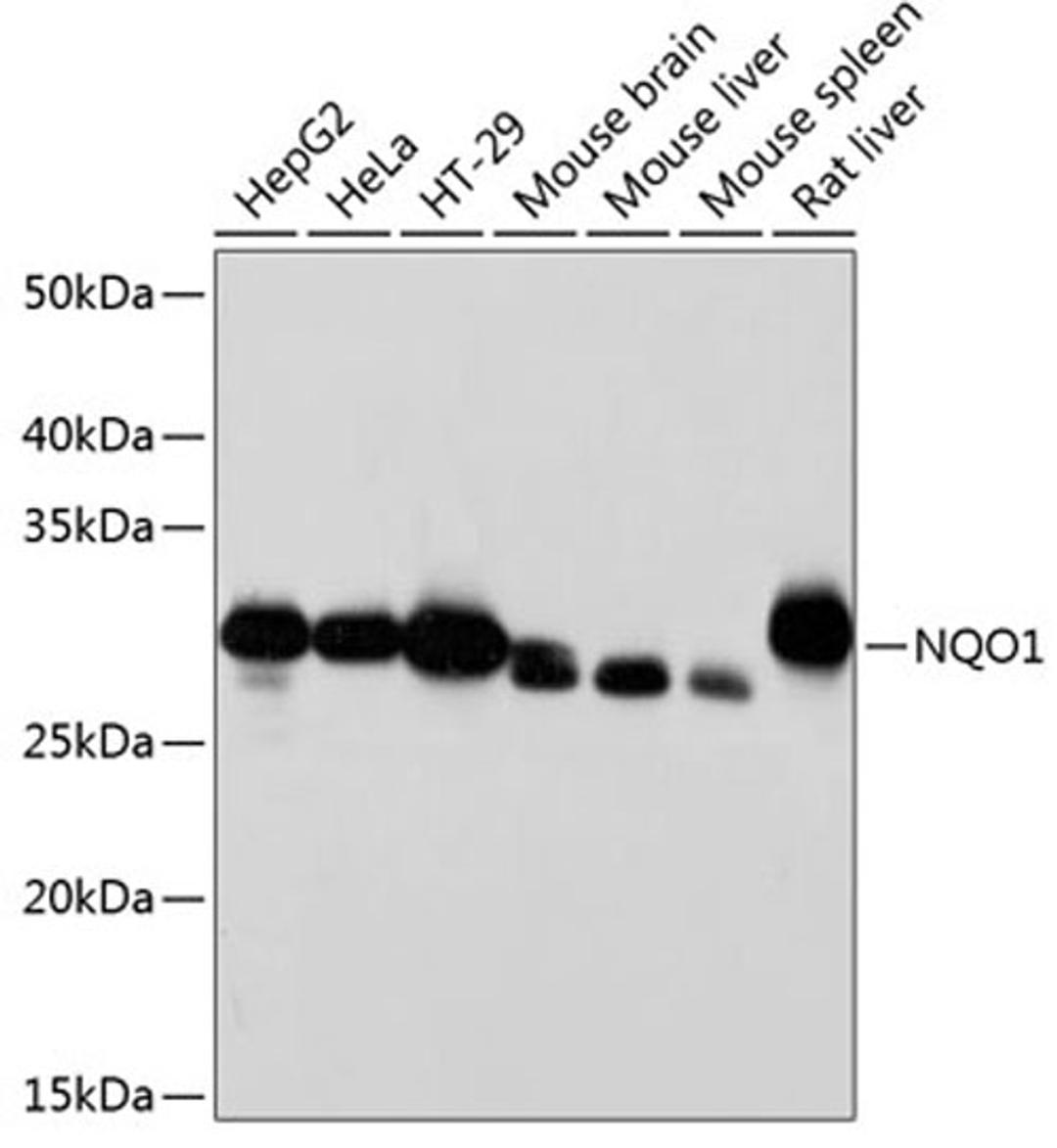 Western blot - NQO1 antibody (A19586)