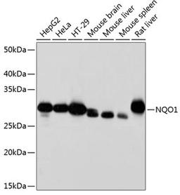 Western blot - NQO1 antibody (A19586)