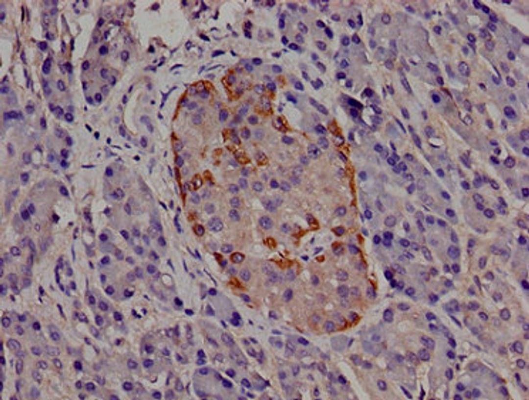 Immunohistochemistry of paraffin-embedded human pancreatic tissue using CSB-PA624029LA01HU at dilution of 1:100