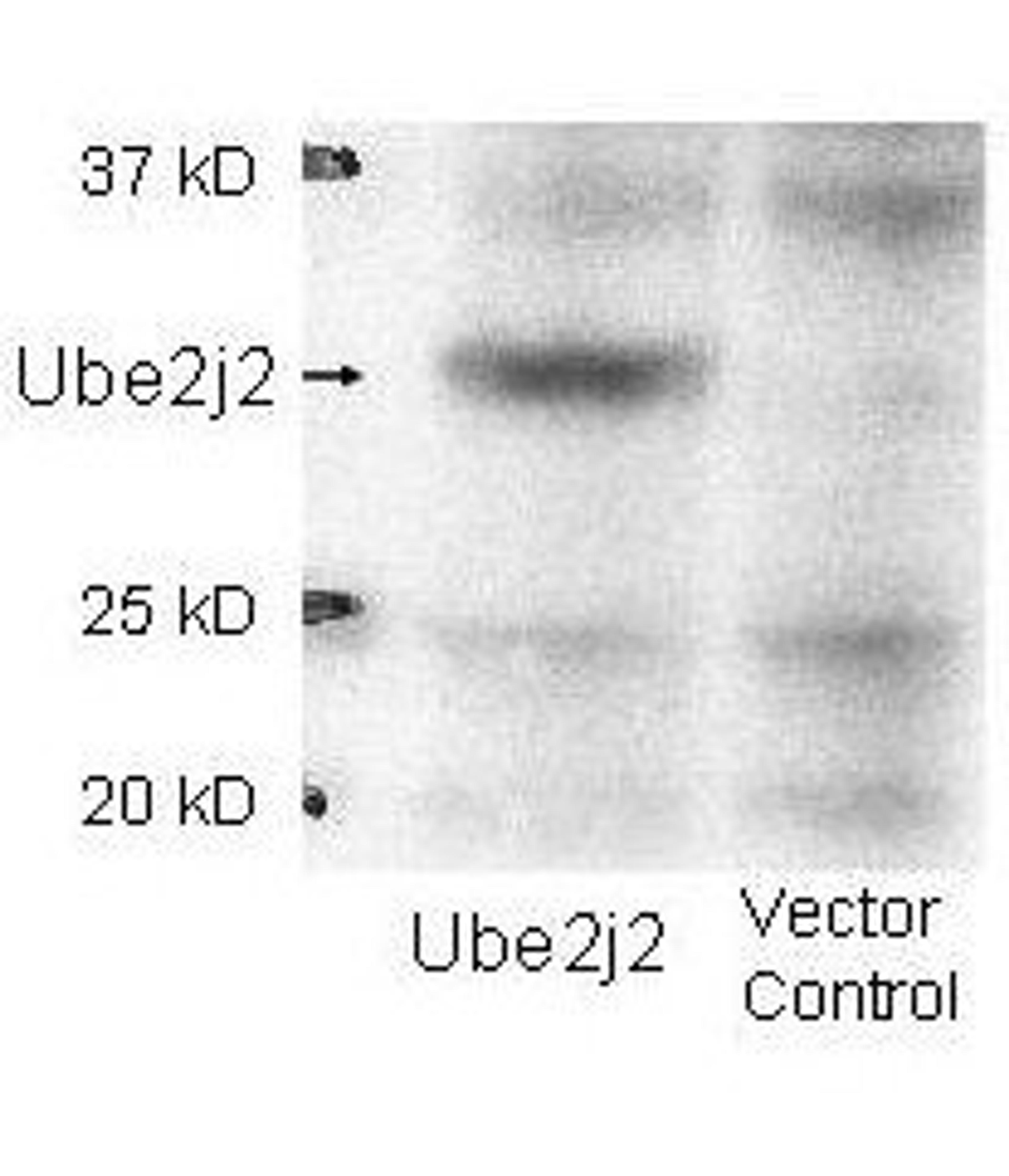 Western blot analysis of 293 cells lysates using E2 J2 antibody