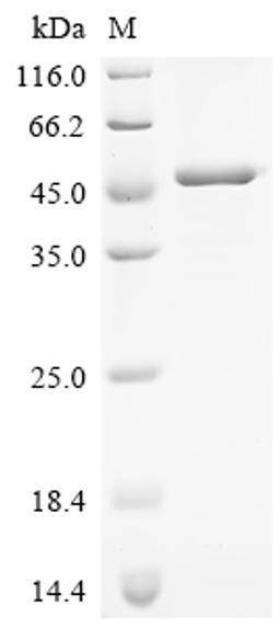 (Tris-Glycine gel) Discontinuous SDS-PAGE (reduced) with 5% enrichment gel and 15% separation gel.