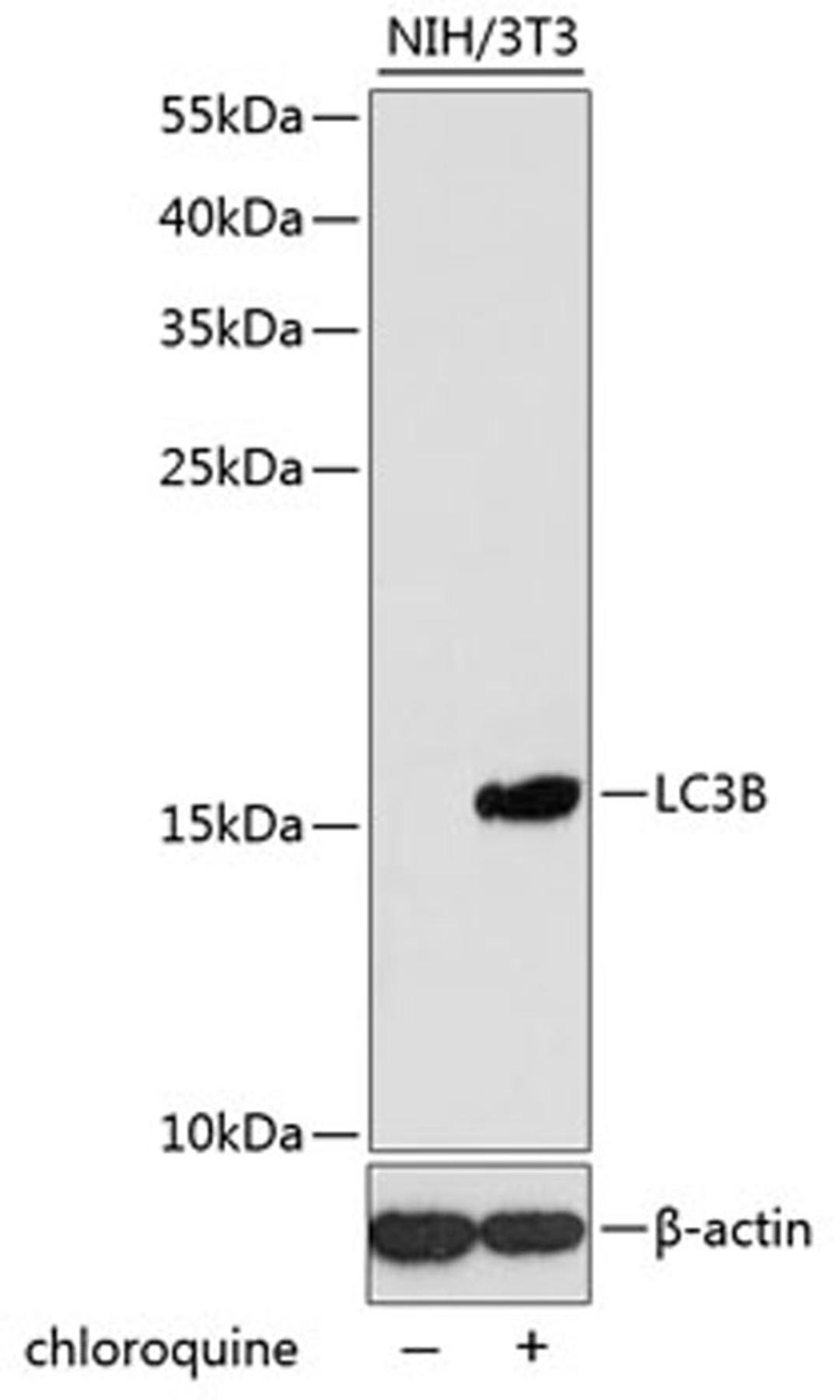 Western blot - LC3B antibody (A5601)