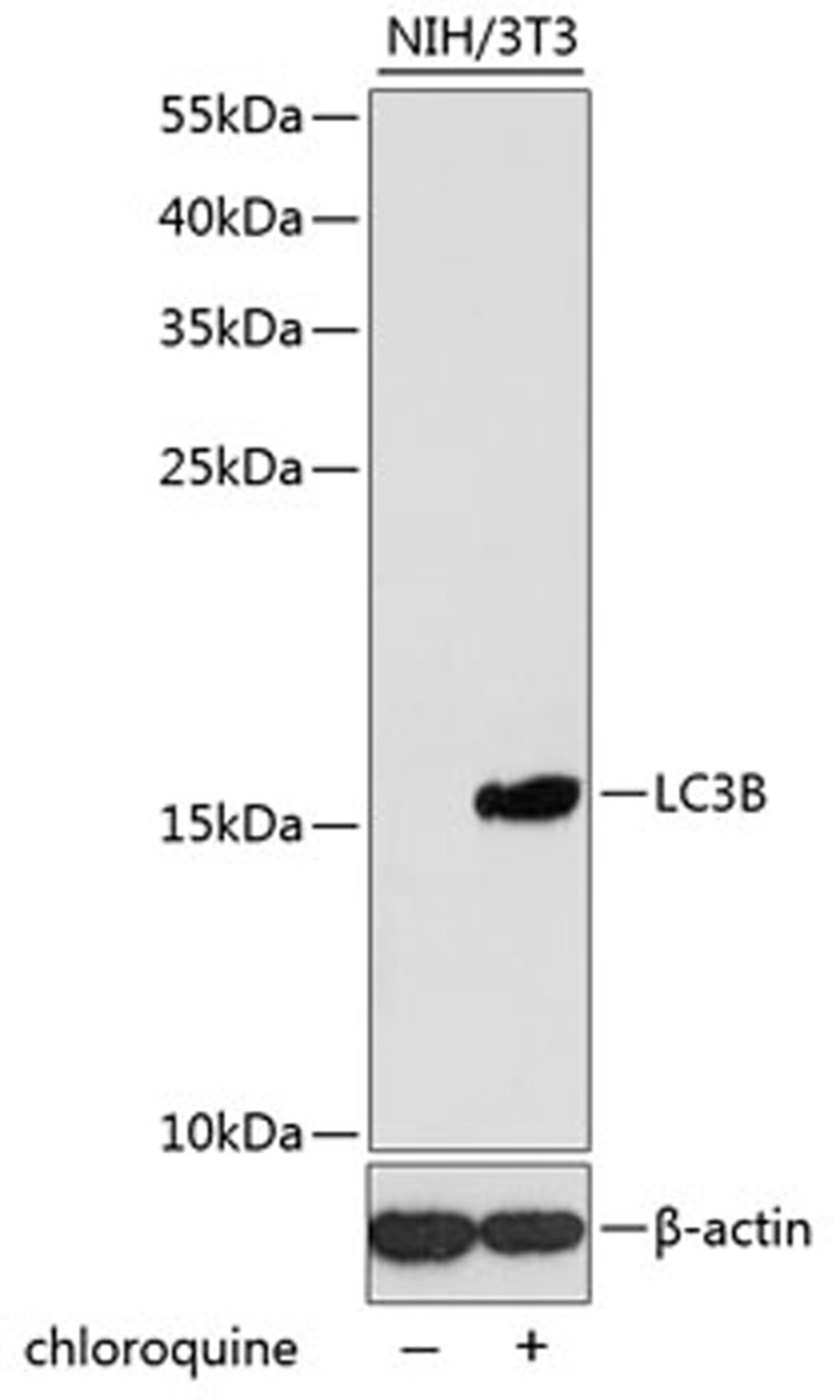 Western blot - LC3B antibody (A5601)