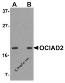 Western blot analysis of OCIAD2 in SK-N-SH cell lysate with OCIAD2 antibody at (A) 0.5 and (B) 1 μg/mL.
