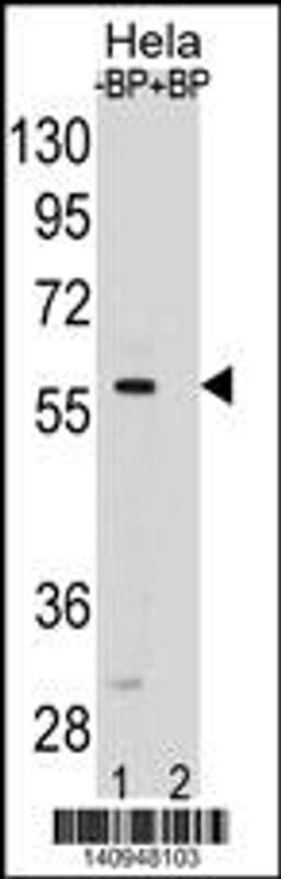 SMAD5 Antibody pre-incubated without(lane 1) and with(lane 2) blocking peptide in Hela cell line lysate. SMAD5 Antibody (arrow) was detected using the purified Pab.