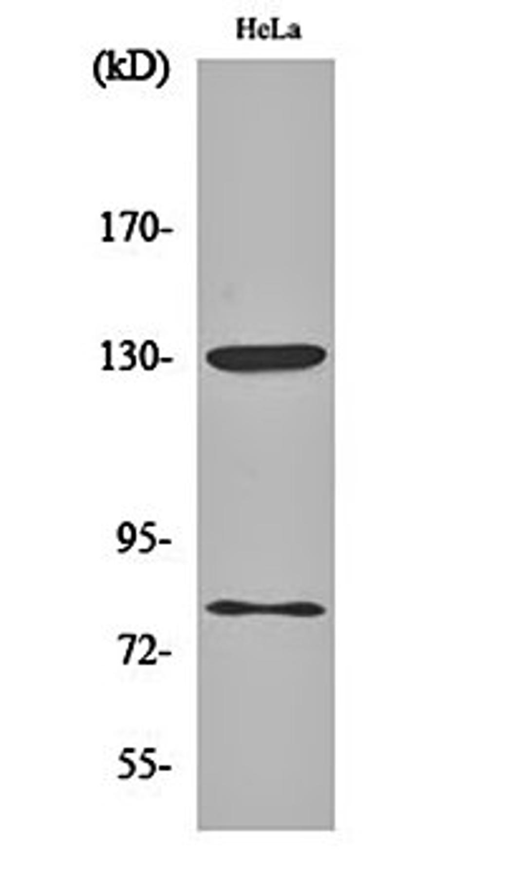 Western blot analysis of Hela cell lysates using Amyloid- beta (phospho-T743) antibody