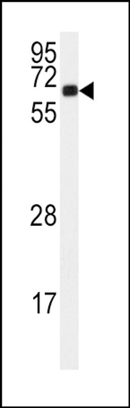 Western blot analysis of anti-C in 293 cell line lysates (35ug/lane).