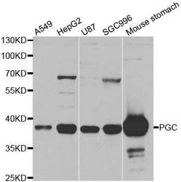 Western blot analysis of extracts of various cell lines using PGC antibody