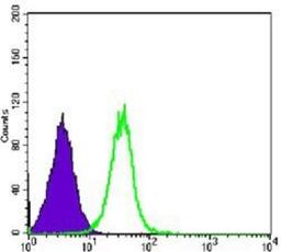 Flow Cytometry: GSK-3 beta Antibody (3D10) [NBP1-47470] - Flow cytometric analysis of Hela cells using GSK3 beta mouse mAb (green) and negative control (purple).