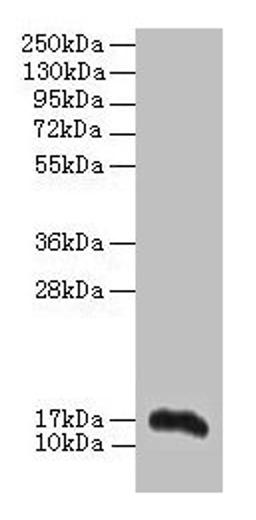 Western blot. All lanes: Aif1 antibody at 2µg/ml + THP-1 whole cell lysate. Secondary. Goat polyclonal to rabbit IgG at 1/10000 dilution. Predicted band size: 17 kDa. Observed band size: 17 kDa