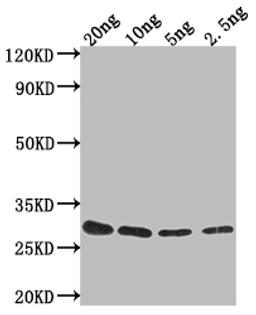 Western Blot. Positive WB detected in Recombinant protein. All lanes: gag-pol antibody at 1:2000. Secondary. Goat polyclonal to rabbit IgG at 1/50000 dilution. Predicted band size: 23.2 kDa. Observed band size: 26 kDa.