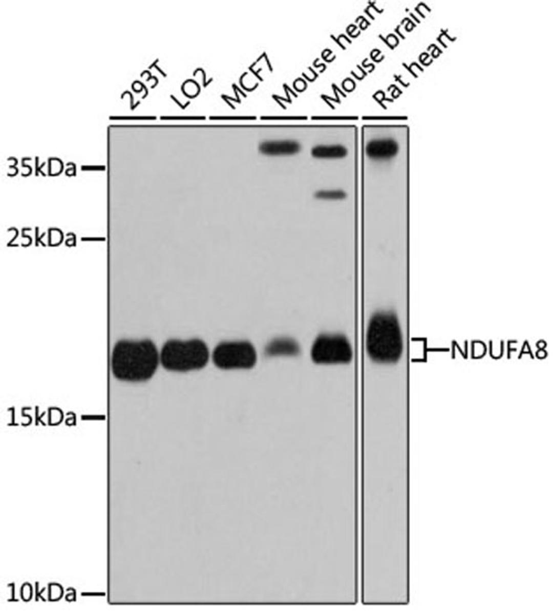 Western blot - NDUFA8 antibody (A12118)