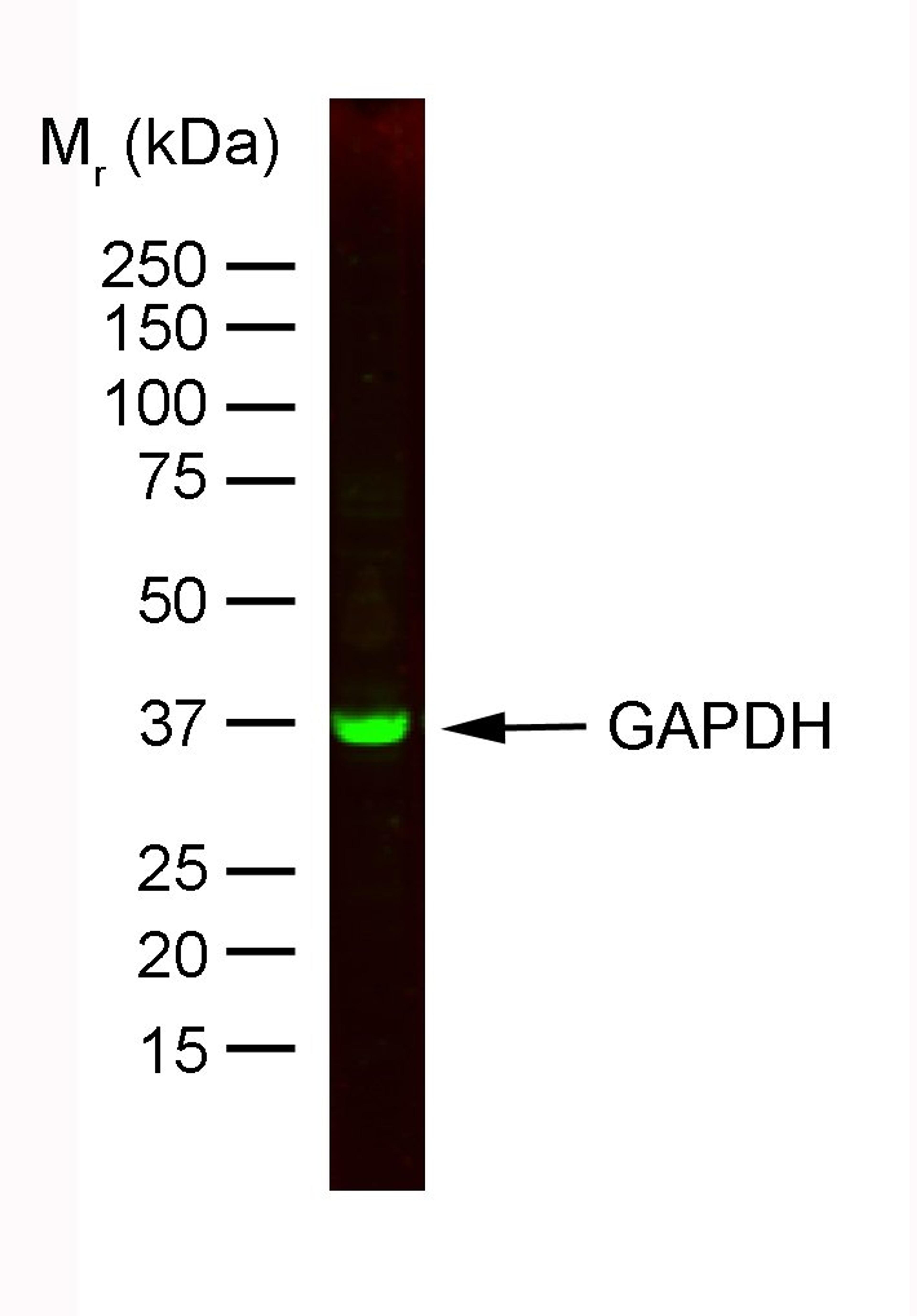 Staining of HeLa whole cell lysate with Mouse anti Rabbit GAPDH:Dylight®800 