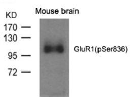 Western blot analysis of lysed extracts from mouse brain and using GluR1 (phospho-Ser836).