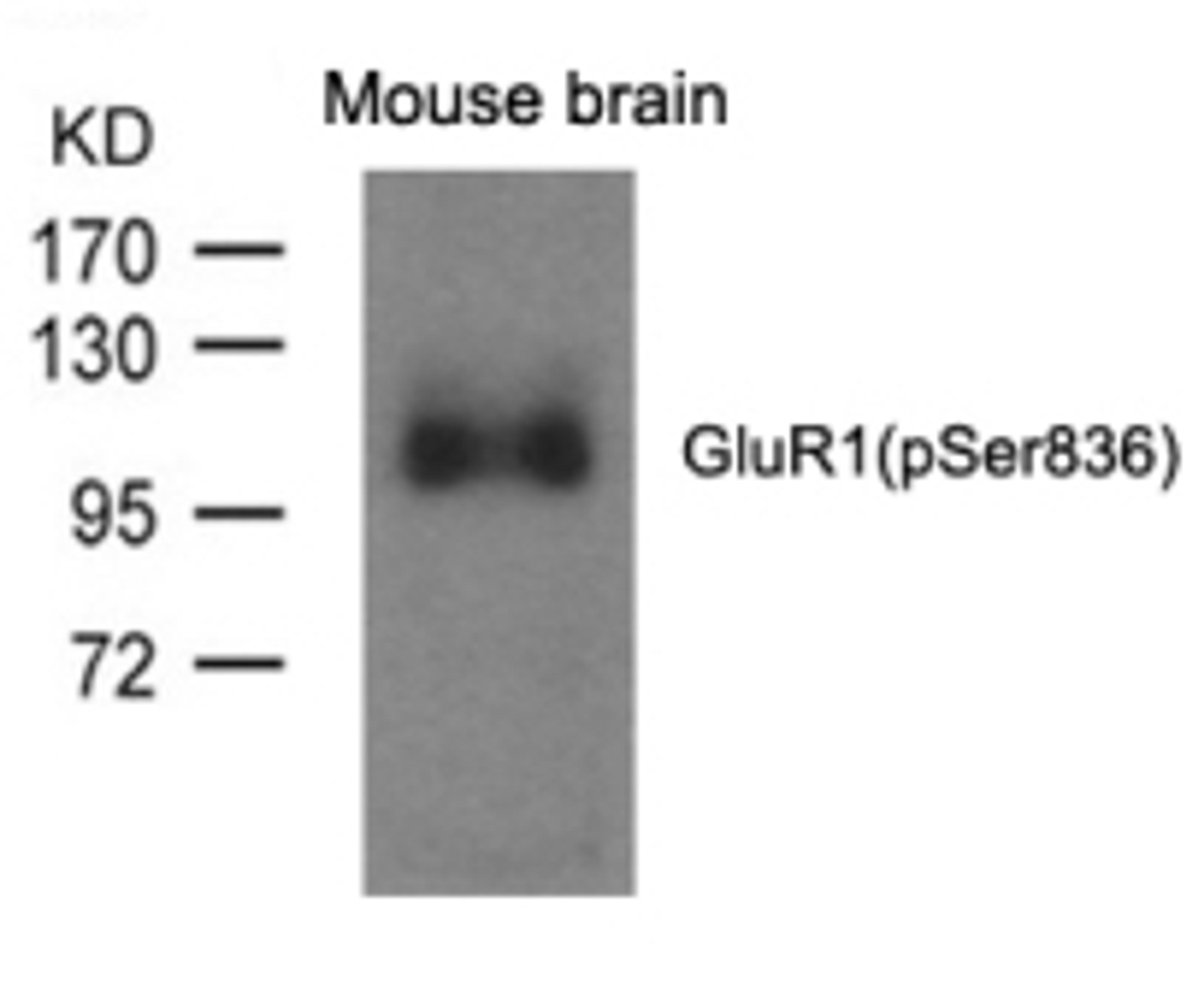 Western blot analysis of lysed extracts from mouse brain and using GluR1 (phospho-Ser836).