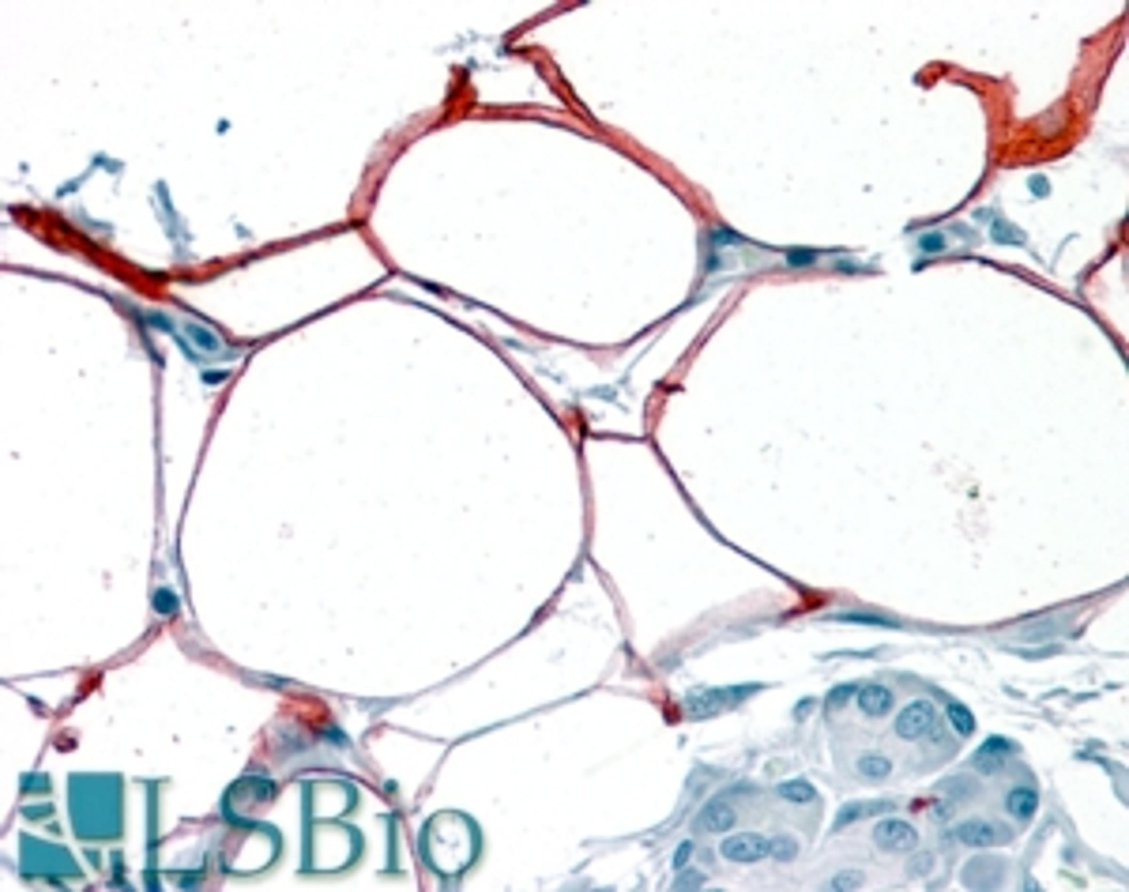 46-327 (3.8ug/ml) staining of paraffin embedded Human Pancreas. Steamed antigen retrieval with citrate buffer pH 6, AP-staining.