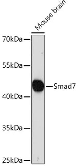 Western blot - Smad7 Rabbit pAb (A16396)