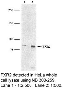 Western Blot: FXR2 Antibody (1G2) [NB300-259] - Whole cell HeLa lysate at a concentration of 1:2500 (lane 1) and 1:500 (lane 2).