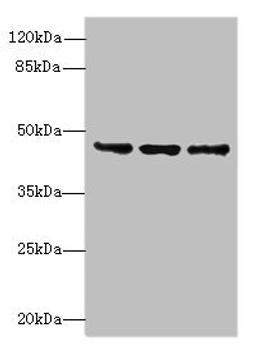 Western blot. All lanes: FAM53B antibody at 2µg/ml. Lane 1: MCF-7 whole cell lysate. Lane 2: A549 whole cell lysate. Lane 3: HCT116 whole cell lysate. Secondary. Goat polyclonal to rabbit IgG at 1/10000 dilution. Predicted band size: 46, 34 kDa. Observed band size: 46 kDa