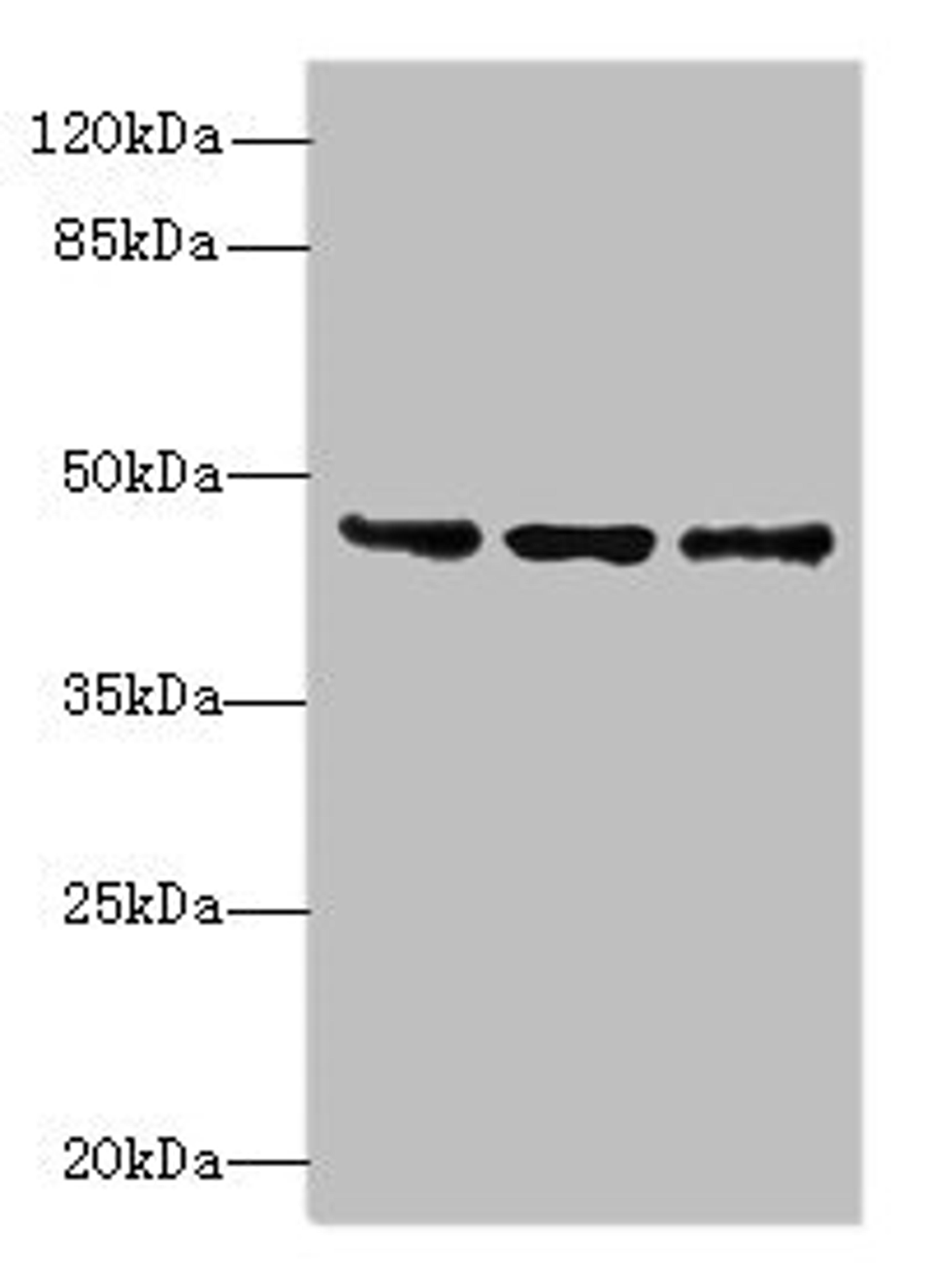 Western blot. All lanes: FAM53B antibody at 2µg/ml. Lane 1: MCF-7 whole cell lysate. Lane 2: A549 whole cell lysate. Lane 3: HCT116 whole cell lysate. Secondary. Goat polyclonal to rabbit IgG at 1/10000 dilution. Predicted band size: 46, 34 kDa. Observed band size: 46 kDa