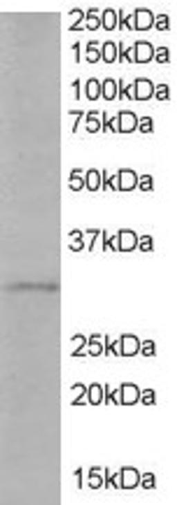 46-500 (1ug/ml) staining of Human Liver lysate (35ug protein in RIPA buffer). Primary incubation was 1 hour. Detected by chemiluminescence.