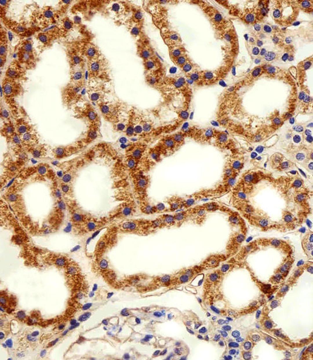 Immunohistochemical analysis of paraffin-embedded H. kidney section using ADRA1D Antibody (N-term). Antibody was diluted at 1:100 dilution. A peroxidase-conjugated goat anti-rabbit IgG at 1:400 dilution was used as the secondary antibody, followed by DAB 