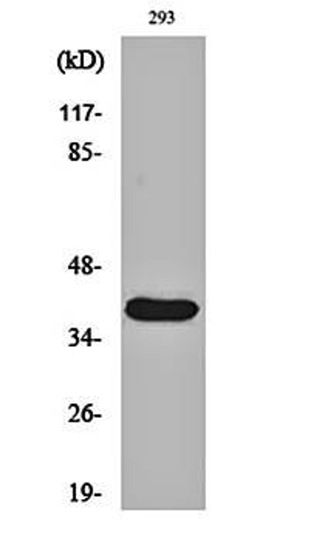 Western blot analysis of 293 cell lysates using Cleaved-MMP-23 (Y79) antibody