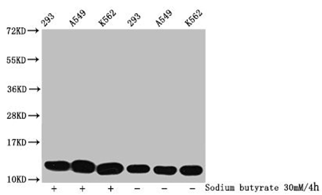 Western Blot. Detected samples: 293 whole cell lysate, A549 whole cell lysate, K562 whole cell lysate; Untreated (-) or treated (+) with 30mM sodium butyrate for 4h. All lanes: HIST1H4A antibody at 1:500. Secondary. Goat polyclonal to rabbit IgG at 1/40000 dilution. Predicted band size: 12 kDa. Observed band size: 12 kDa