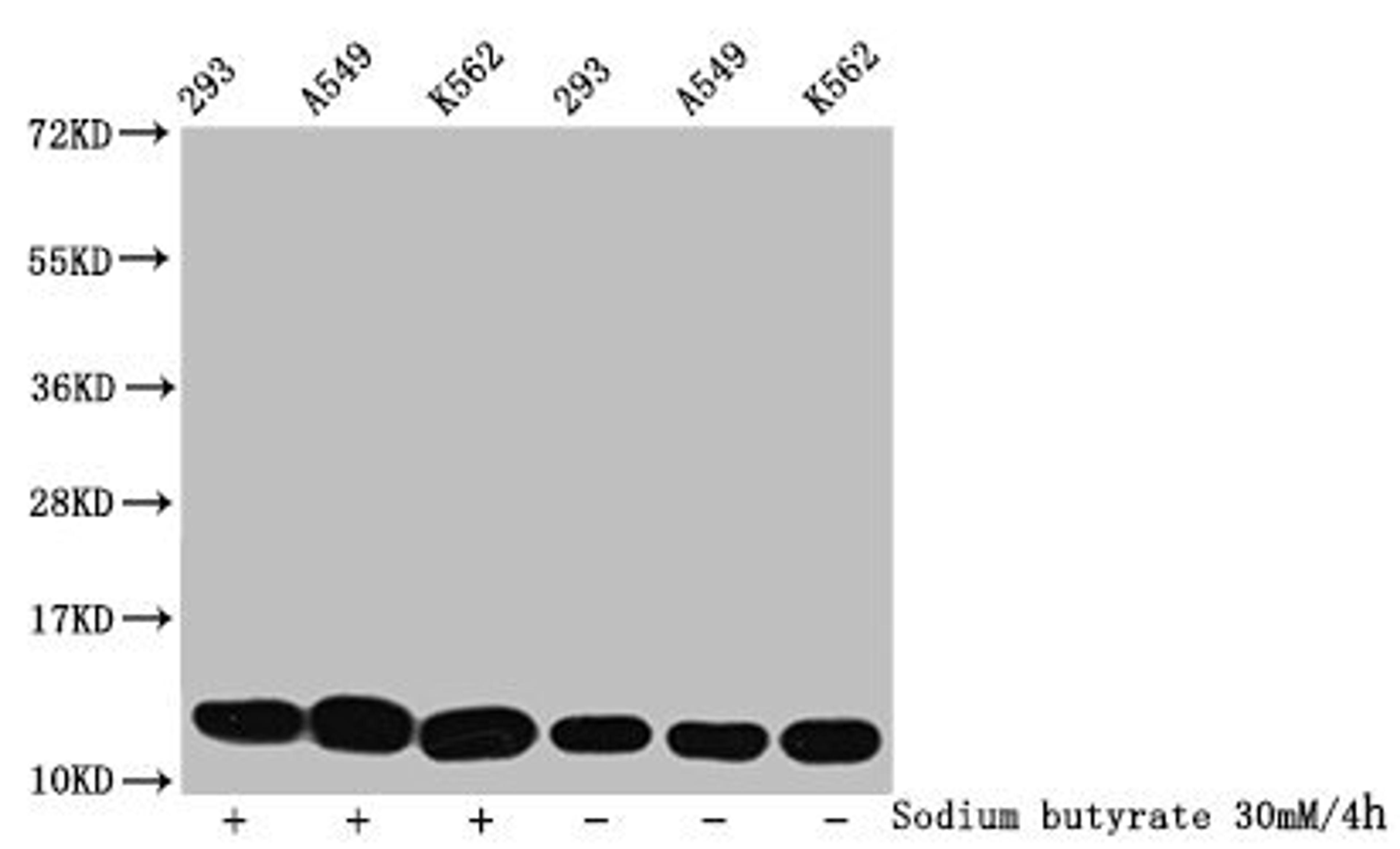 Western Blot. Detected samples: 293 whole cell lysate, A549 whole cell lysate, K562 whole cell lysate; Untreated (-) or treated (+) with 30mM sodium butyrate for 4h. All lanes: HIST1H4A antibody at 1:500. Secondary. Goat polyclonal to rabbit IgG at 1/40000 dilution. Predicted band size: 12 kDa. Observed band size: 12 kDa
