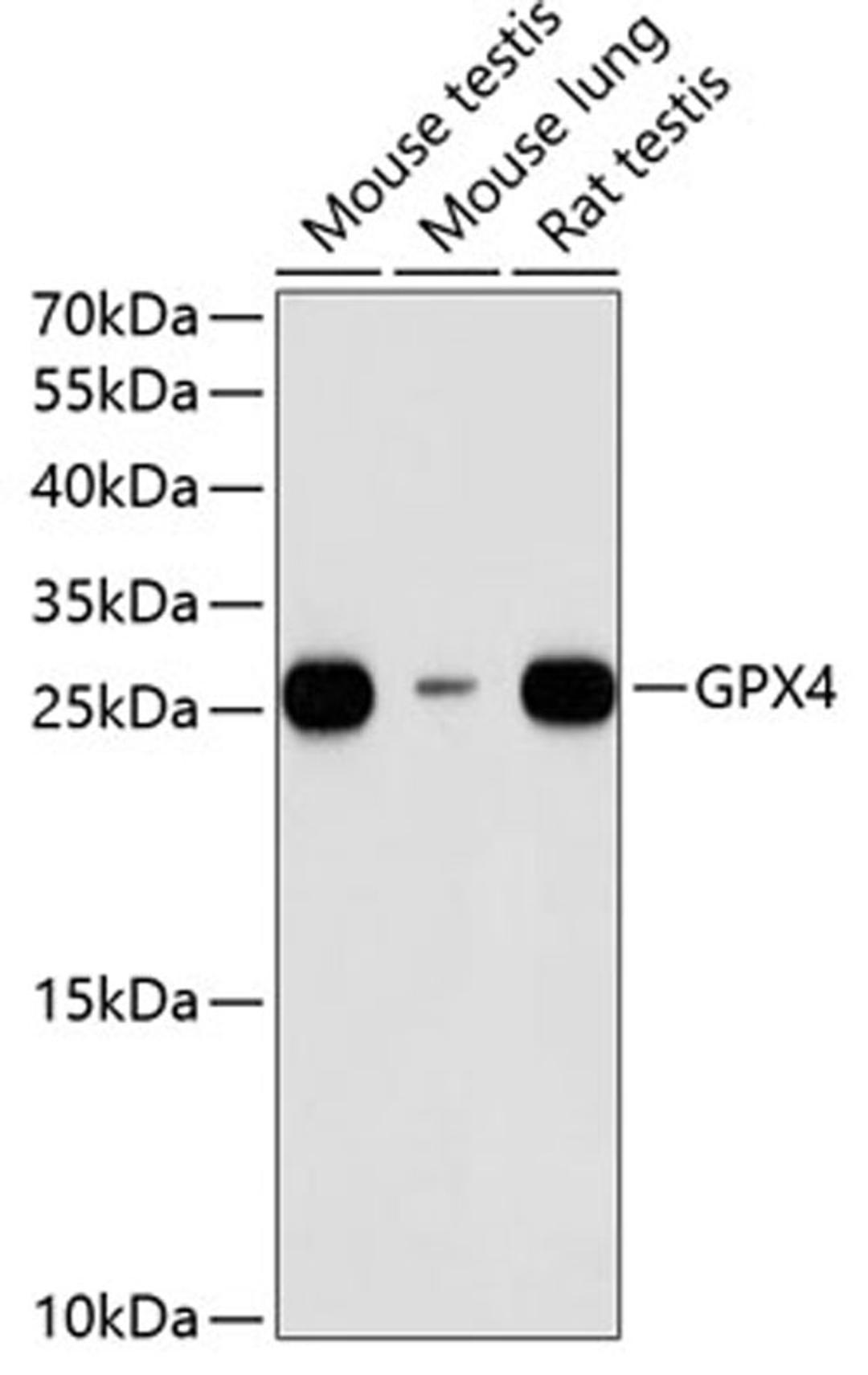 Western blot - GPX4 antibody (A13309)